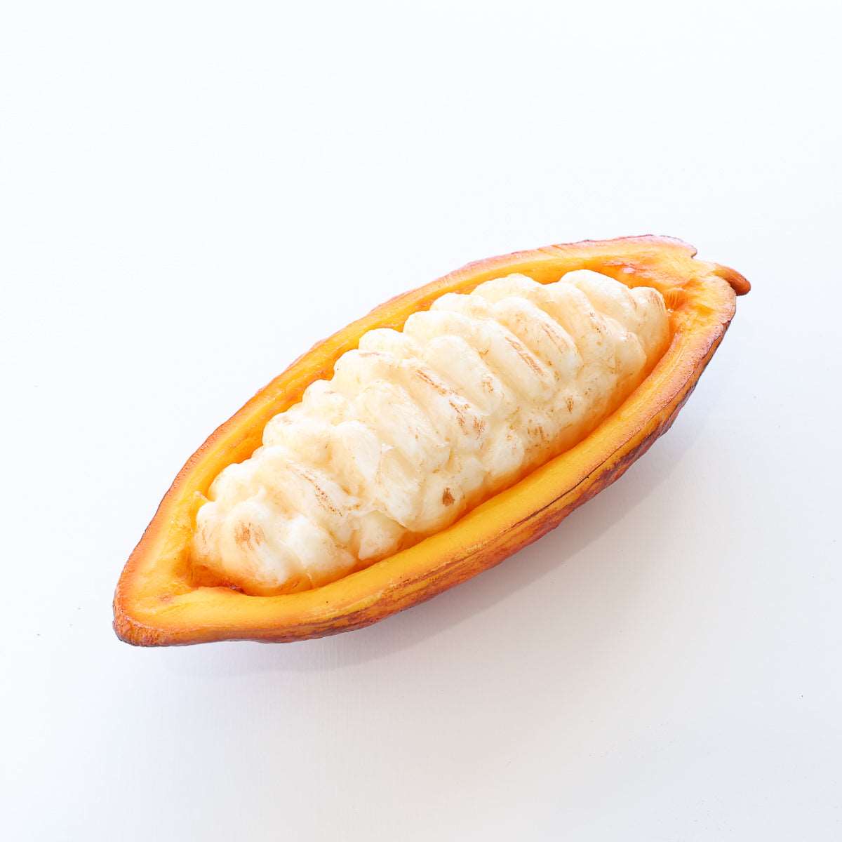 食べられない カカオポッド カット レッドオレンジ