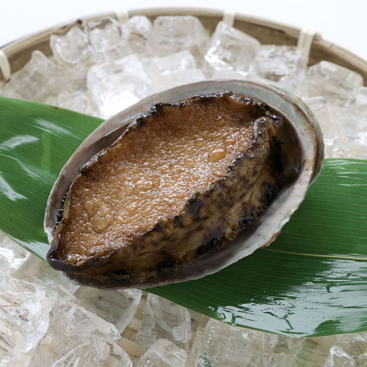 食べられない 鮑(アワビ)