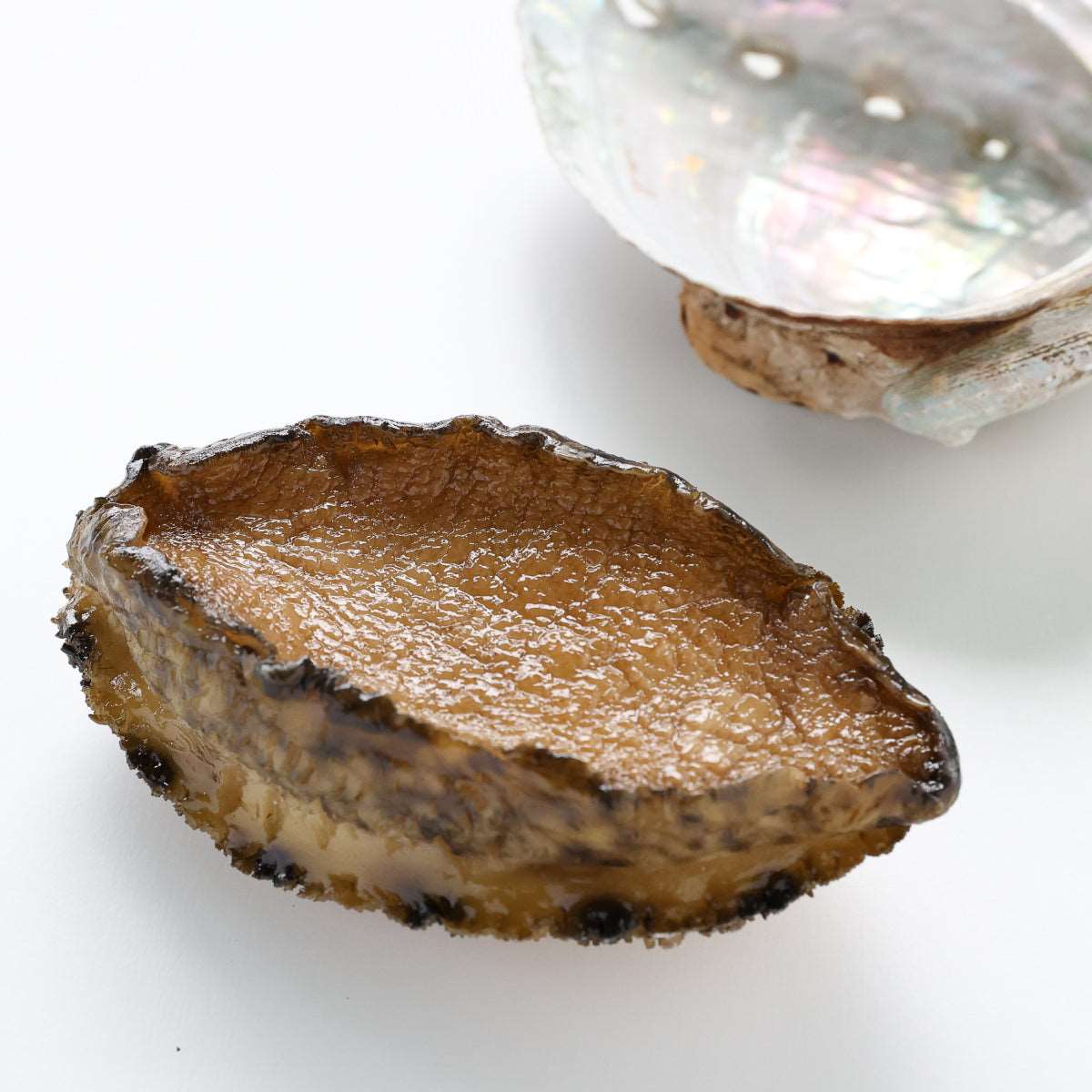 食べられない 鮑(アワビ)