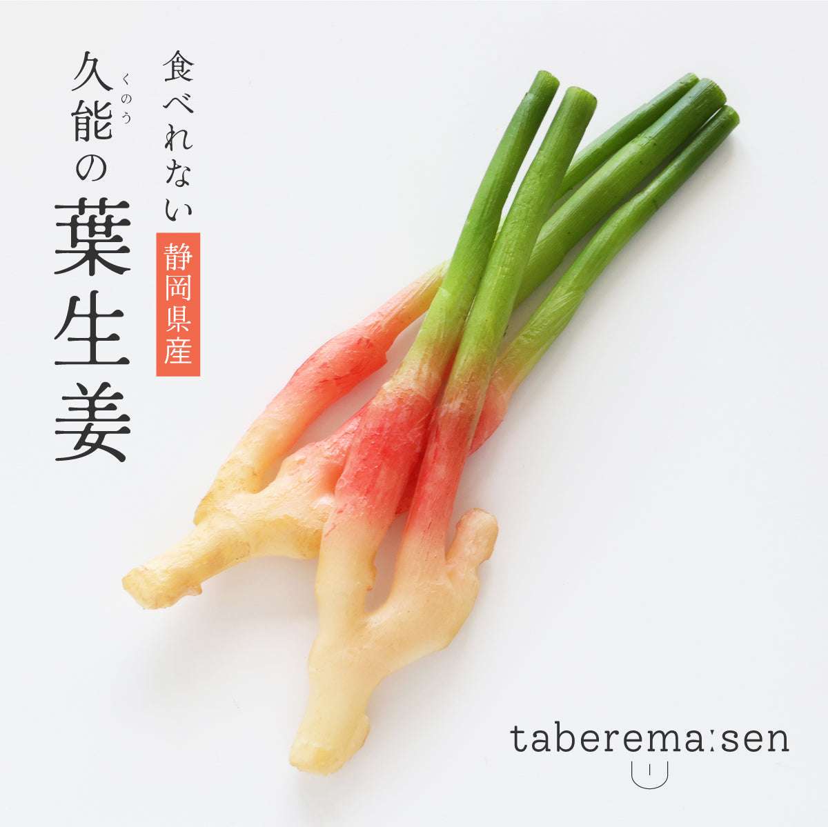 食べられない 久能の葉生姜 2本セット