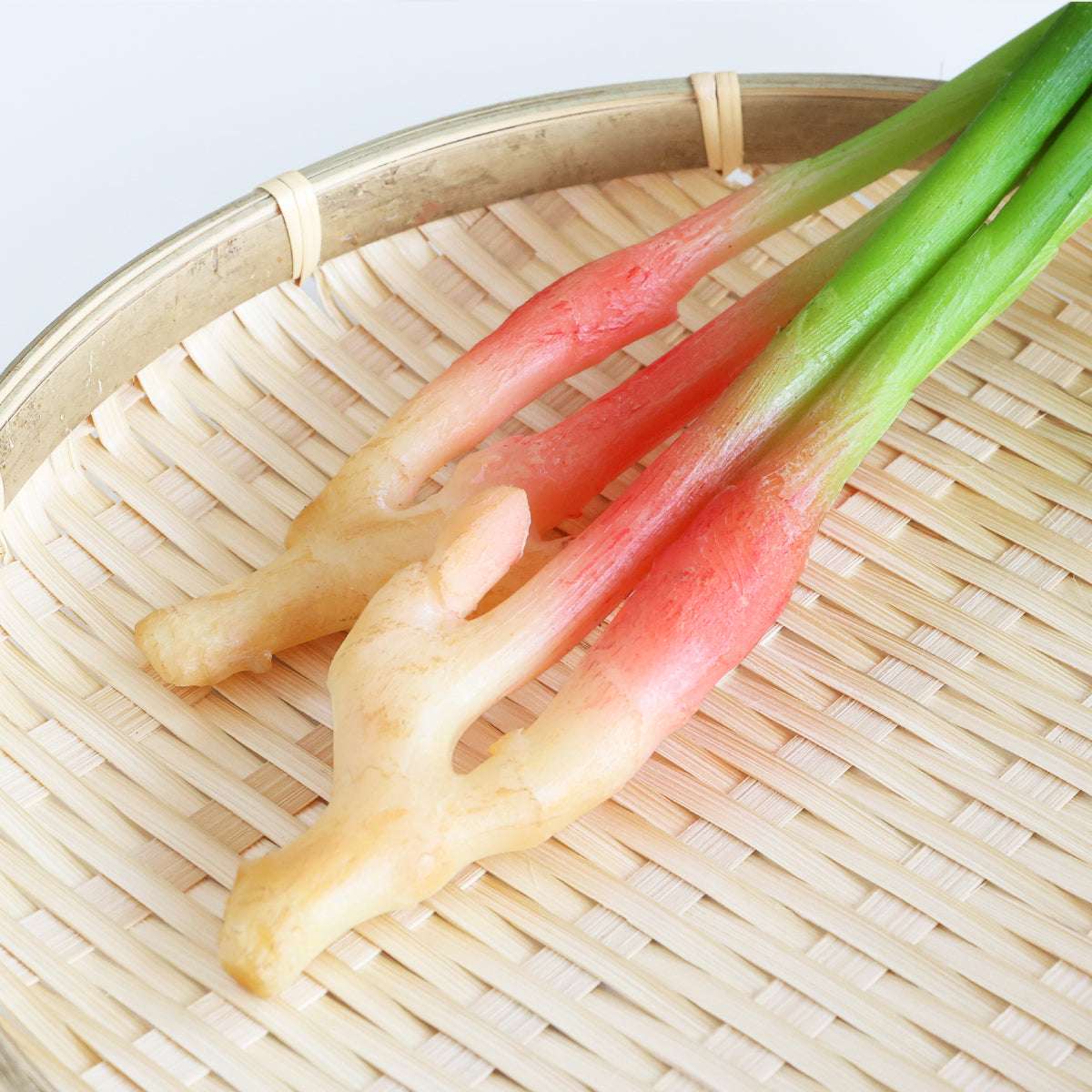 食べられない 久能の葉生姜 2本セット