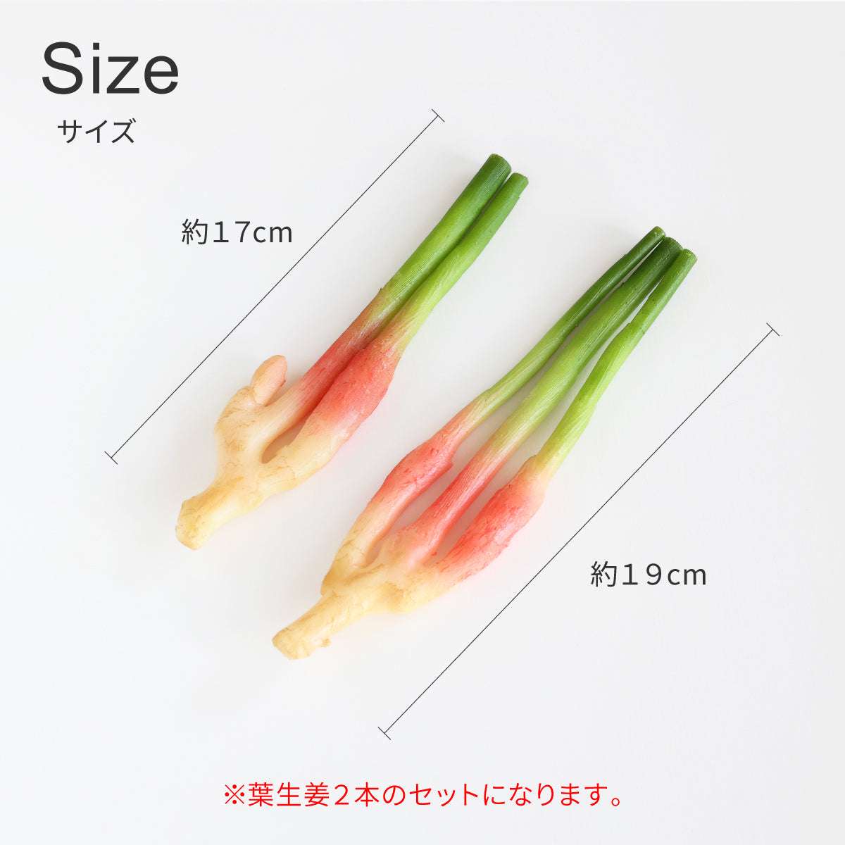 食べられない 久能の葉生姜 2本セット