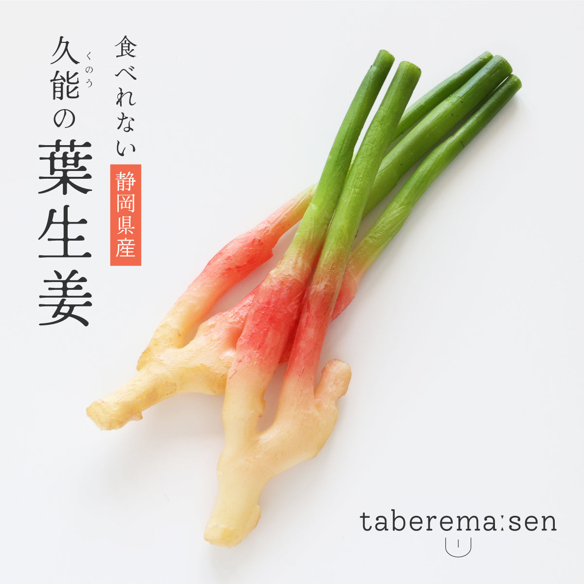 食べられない 久能の葉生姜 2本セット