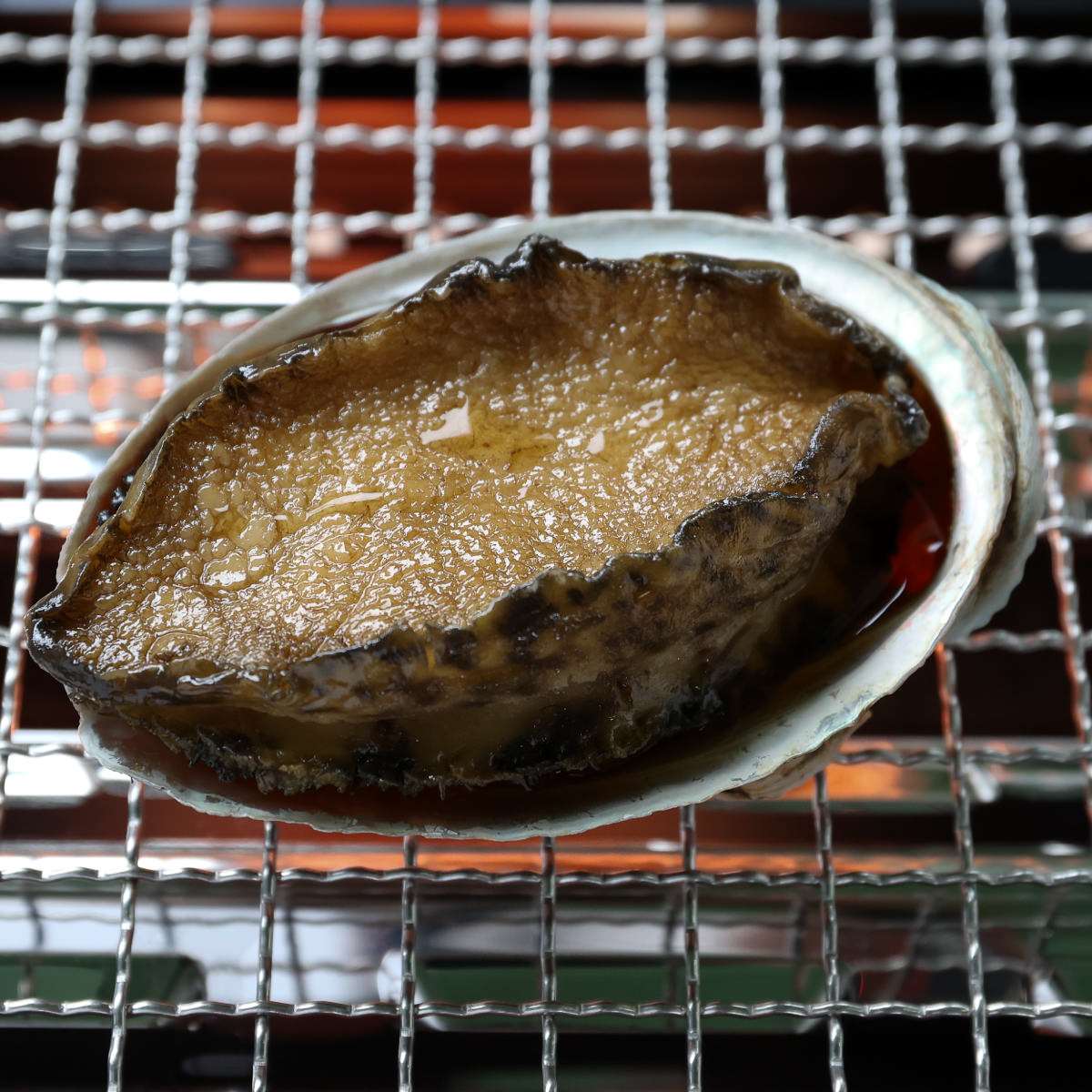 食べられない 鮑(アワビ)