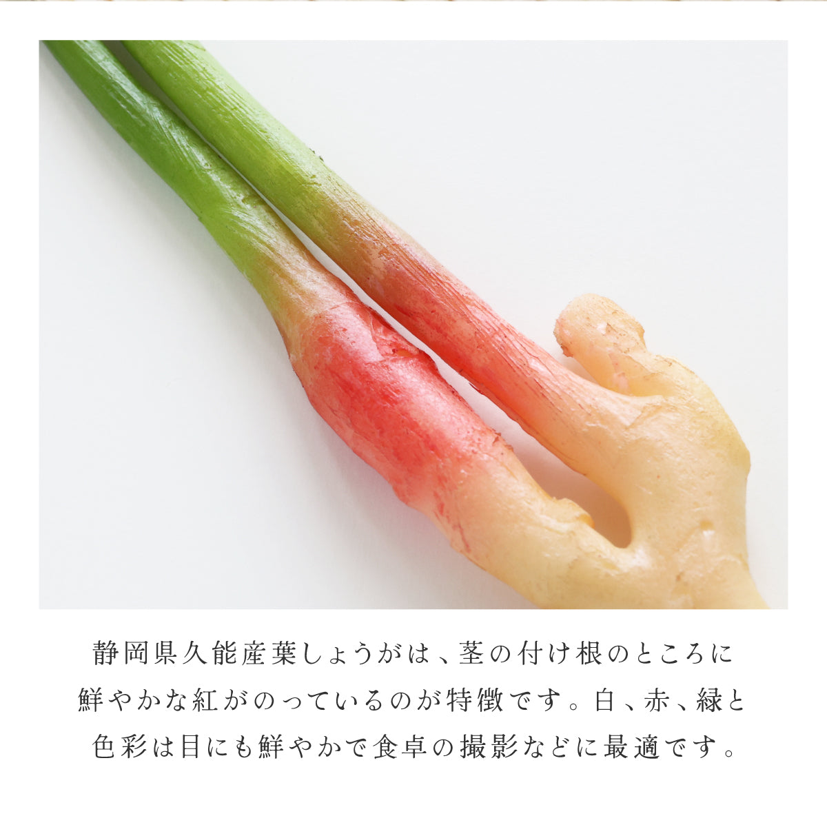 食べられない 久能の葉生姜 ２本セット
